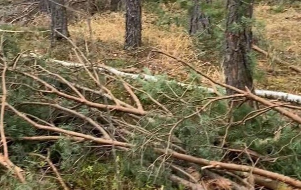 На Рівненщині незаконно вирубали дерев на 13 млн